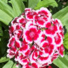 Hvozdík ‘Barbarini Red’, květník 0,5l