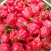 Chilli T. Scorpion Butch – Capsicum chinense – osivo – 5 ks