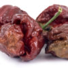 Chilli T. Scorpion Moruga Chocolate – Capsicum chinense – osivo – 5 ks