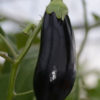 Lilek český raný – Solanum melongena – osivo – 100 ks
