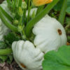 Patizon Custard White – Cucurbita pepo – osivo – 5 ks