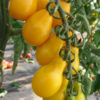 Rajče Perun – Lycopersicon Esculentum – osivo – 100 ks