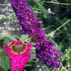 Komule Davidova – osivo motýlího keře – směs barev – 50 ks