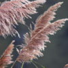 Kortadérie – pampová tráva, růžový květ, 40-50cm