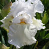 Kosatec německý ‘Queen of India’ – bílý květ, květník 0,5l