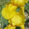 Kosatec německý ‘Acapulco Gold’ – žlutý květ, květník 0,5l