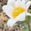 Koniklec ‘P. White’ květník 0,33l