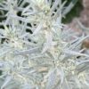 Pelyněk ‘Silver Queen’ květník 0,5l