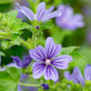 Sléz ‘Primley Blue’ květník 0,5l