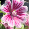 Sléz ‘Zebrina’, květník 0,5l