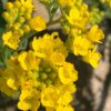 Tařice ‘Golden Spring’ květník 0,33l