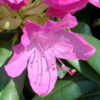 Rododendron ‘Graziella’
