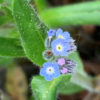 Pomněnka bahenní – modrý květ