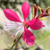 Svíčkovec (Gaura) – tmavě růžový květ