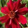 Krásnoočko Limerock Ruby květník 0,5l
