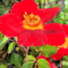 Růže ‘ORANGE PIN’S’ květník 1l