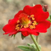 Mochnička jarní – zářivě červený květ