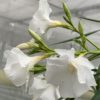 Oleandr – bílý květ