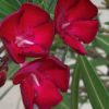Oleandr – červený květ 20-40cm