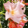 Oleandr obecný – oranžový květ 20-40cm