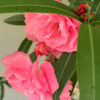 Oleandr – růžový květ