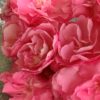 Oleandr obecný – růžový květ 20-40cm