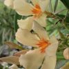 Oleandr obecný – žlutý květ 20-40cm