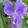 Podeňka modrý květ květník 0,5l