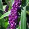 Podzimní modřenec Liriope ‘Royal Purple’ květník 0,5l