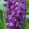 Podzimní modřenec Liriope ‘Royal Purple’ květník 0,5l