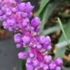Podzimní modřenec – Liriope ‘Royal Purple’