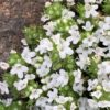 Mateřídouška – bílý květ