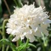 Hlaváč Pure White květník 0,5l