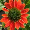 Třapatka ‘Lakota Orange’ květník 0,5l