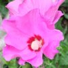 Ibišek syrský růžovo-fialový jednoduchý květ 40-50 cm.