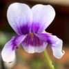 Viola břečťanolistá, květník 0,5l