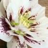 Čemeřice Ellen® White Spotted květník 0,5l