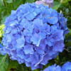 Hortenzie velkolistá ‘Early Blue’, 30-40 cm