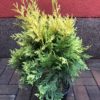Zerav západní ‘Golden Smaragd’ 30-40 cm