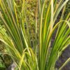 Puškvorec trávovitý ‘Golden Delight’ zeleno-žlutý list, květník prům. 14cm