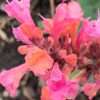 Ambrosia Agastache, květník 0,5l
