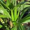 Trachykarpus žíněný – palma konopná, 25-30cm