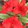 Azalka Hot Shot Variegata – panašovaný list, červený květ, 25-30cm