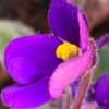 Africká fialka fialový květ, květník 0,5l