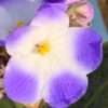 Africká fialka modro-bílý květ, květník 0,5l