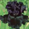 Kosatec německý ‘Black Knight’- fialovo-černý květ, květník 0,5l