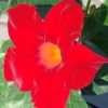 Diplandénie – Mandevilla sanderi – červená, 10-15cm