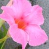 Diplandénie – Mandevilla sanderi – světle růžová, 10-15cm