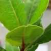 Vavřín vznešený – bobkový list