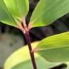 Bambus ‘BLACK PEARL’, květník pr.14 cm